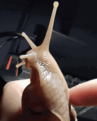 Snail Cute Body Massage Tickle GIF