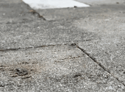 Snail Fast Crawling Road GIF