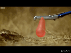 Snake Bites Water Balloon GIF