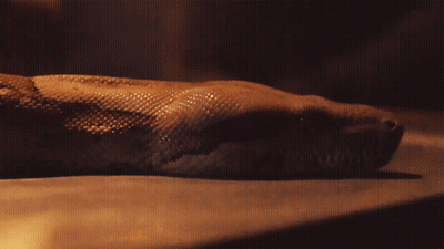 Snake Close Up Dark Background GIF