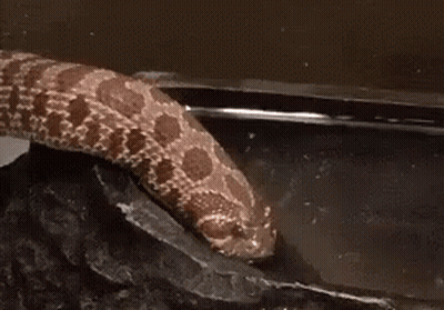 Snake Crawling On Rock In Tank GIF
