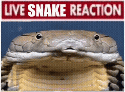 Snake Face With Live Snake Reaction GIF
