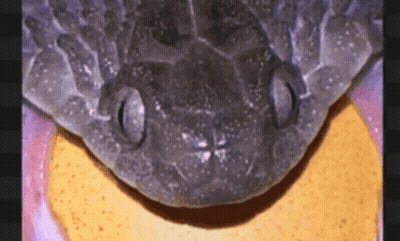 Snake Face With Purple And Yellow Background GIF