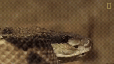 Snake Head With Mouth Open And Eyes Closed GIF