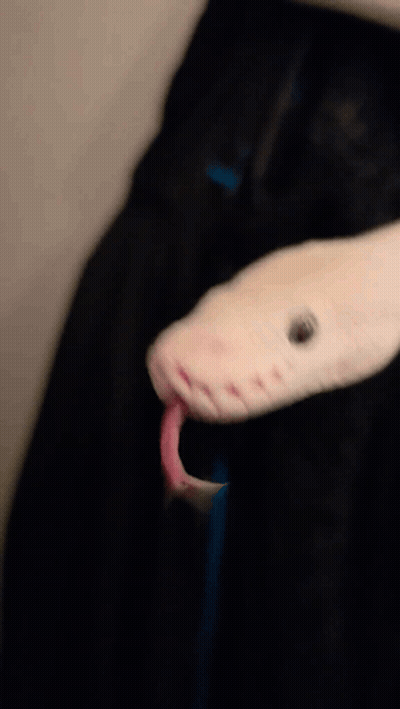Snake Head With Tongue Out GIF