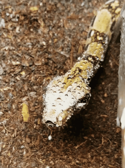 Snake Head With Water Drops On Skin GIF