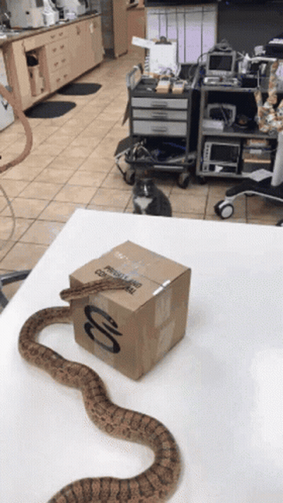 Snake Laying Next To Cardboard Box Saying Physical Therapy GIF