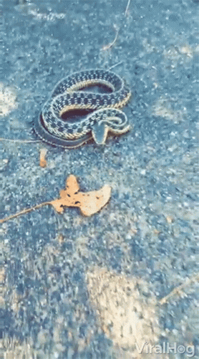 Snake Laying Next To Leaf GIF