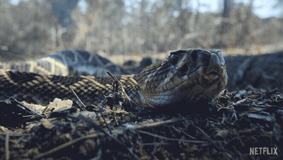 Snake Laying On Ground With Netflix Logo GIF