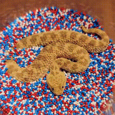 Snake Made Of Red White And Blue Sprinkles GIF
