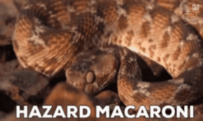 Snake Saying Hazard Macaroni GIF