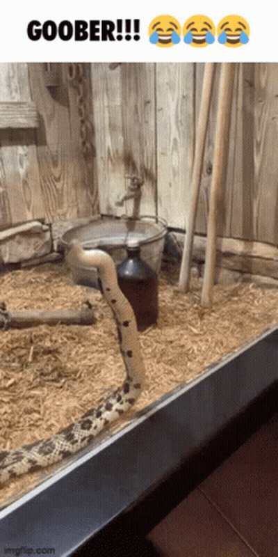 Snake Standing Next To Bottle Saying Goober GIF