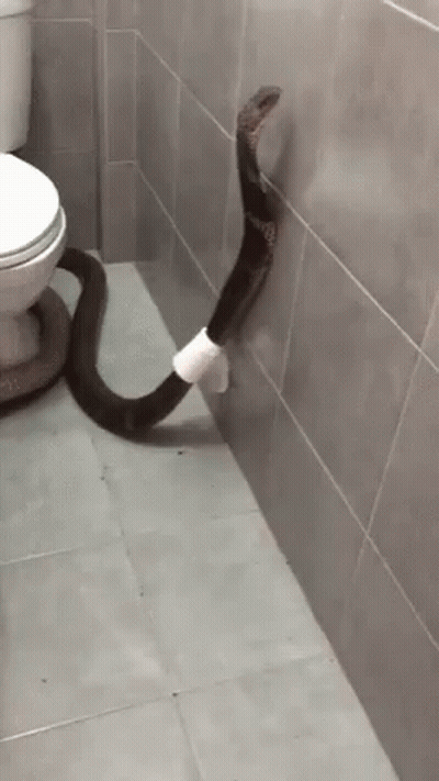 Snake Sticking Head Out Of Toilet GIF