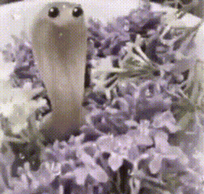 Snake Surrounded By Purple Flowers GIF