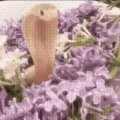 Snake Surrounded By Purple Flowers And Leaves GIF