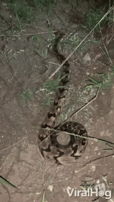 Snake Video With Viralhog GIF