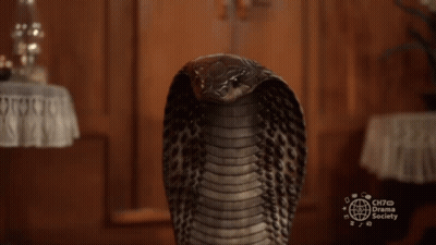Snake With Ch70 Drama Society GIF