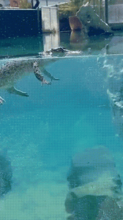 Snappy Swimming Crocodile GIF