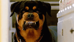 Snarling Rottweiler Pitbull GIF