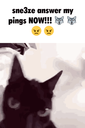 Sne3ze Answer My Pings Now !!! With A Black Cat In The Foreground GIF