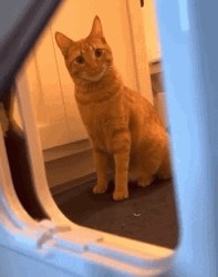 Sneak Peak Huh Cat Meme GIF
