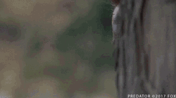 Sneaking Arnold Schwarzenegger Predator GIF