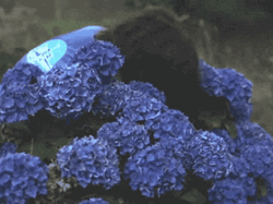 Sneaking Out Of Blue Flowers GIF