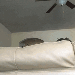 Sneaking Ptsd Dog GIF