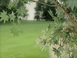 Sneaking Spying Kacey Musgraves GIF