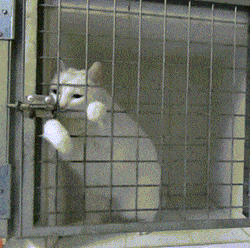 Sneaky Cat Robber Escaping From Cage GIF