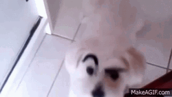 Sneaky Dog Raises Eyebrows GIF