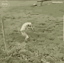 Sneaky Zoo Animal GIF