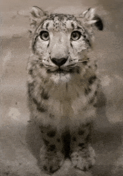 Snep Happy GIF
