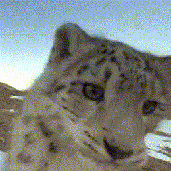 Snep Snow Leopard GIF