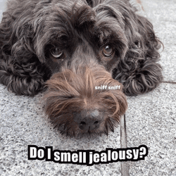 Sniff Hairy Dog Meme GIF