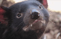 Sniffing Baby Tasmanian Devil GIF