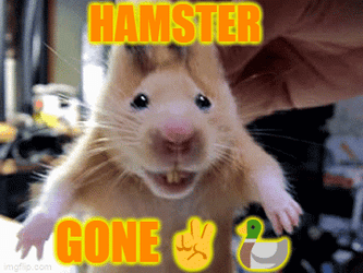 Sniffing Cute Orange Hampter GIF