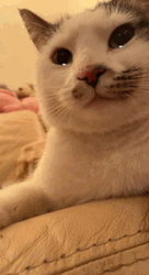 Snobby Crying Cat GIF