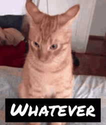 Snobby Dramatic Orange Kitty GIF