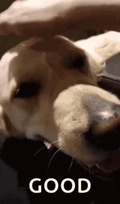 Snoopy Reading Book Holding Coffee GIF