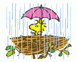 Snoopy Woodstock In Rain