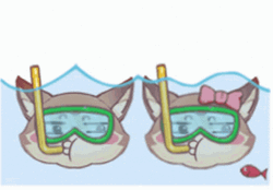 Snorkeling Puffer Fish GIF