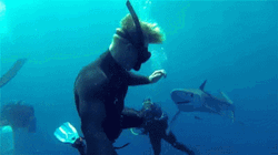 Snorkeling Swim Sharks GIF