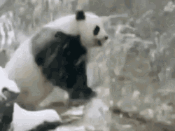 Snow Bear Intense Stone Humping GIF