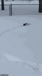 Snow Day GIF