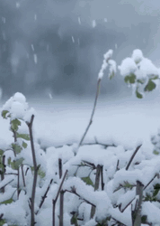Snow Falling On Leaves GIF
