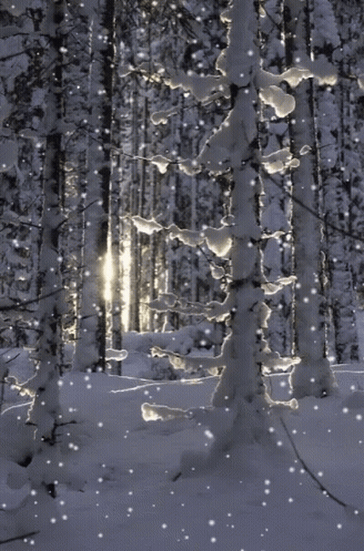 Snow Is Falling In The Woods And The Sun Is Shining Through The Trees GIF