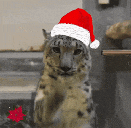 Snow Leopard Christmas GIF
