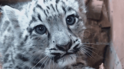 Snow Leopard Cub Close Up Blue Eyes GIF