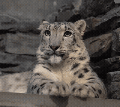 Snow Leopard Cub Looking Over Wooden Fence GIF
